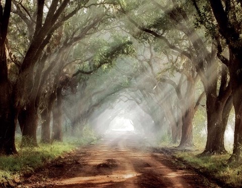 Framed Evergreen Plantation B Print