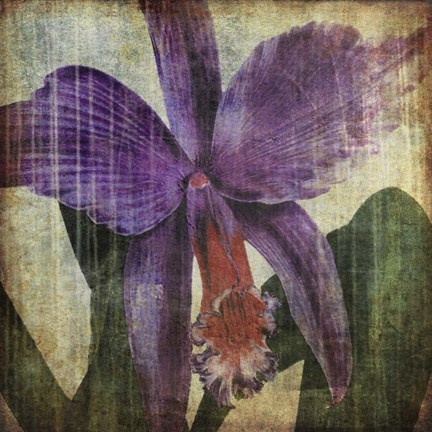 Framed Pacific Orchid II Print