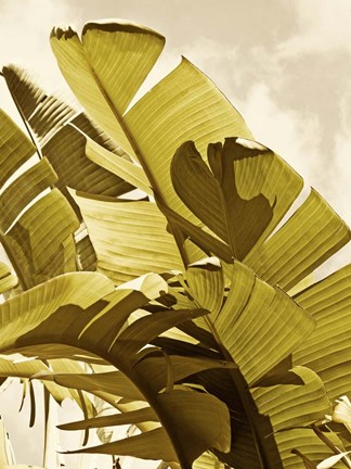 Framed Palm Fronds I Print