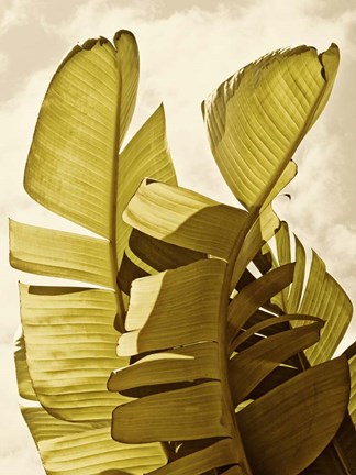 Framed Palm Fronds III Print