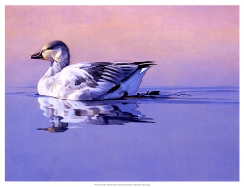 Framed Morning Glory Print