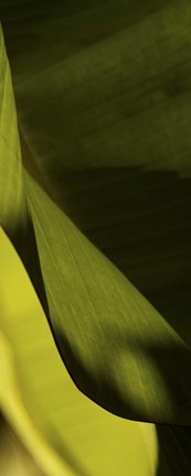 Framed Leaf Detail III Print