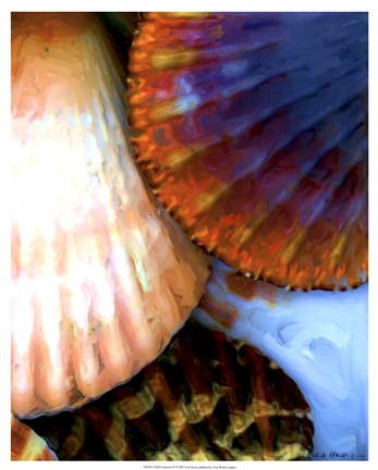 Framed Shell Extraction IV Print
