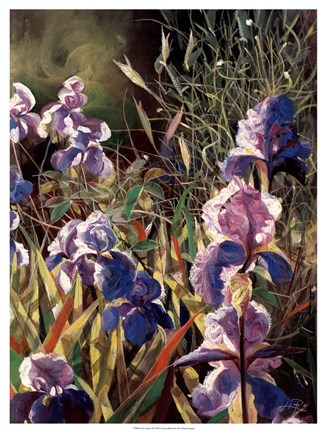 Framed Iris Garden II Print