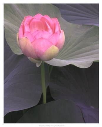 Framed Blushing Lotus II Print