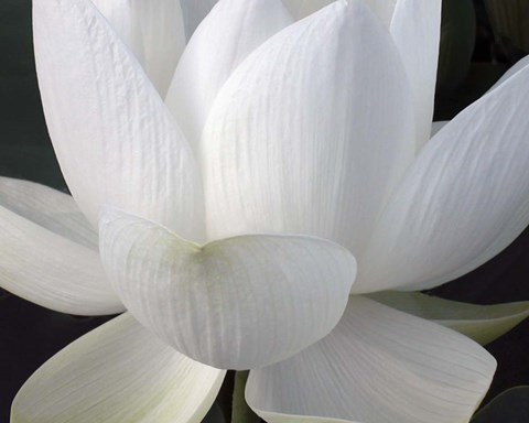 Framed Delicate Lotus V Print