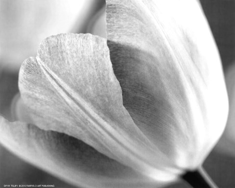 Framed Tulip I Print
