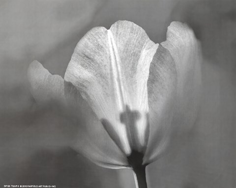 Framed Tulip II Print