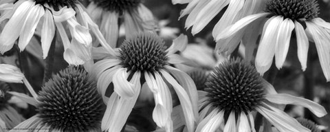 Framed Echinacea Sunrise Print