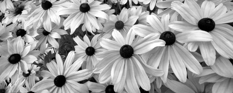 Framed Black Eyed Susans Print