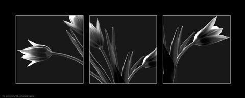 Framed Tulip Trio Print
