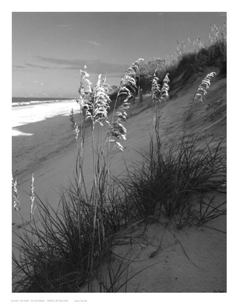 Framed Sea Oat Sparkle Print
