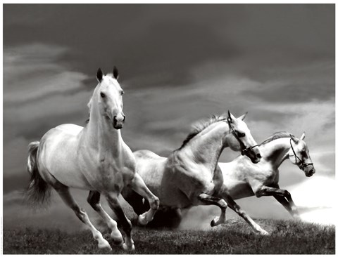 Framed White Stallions Print
