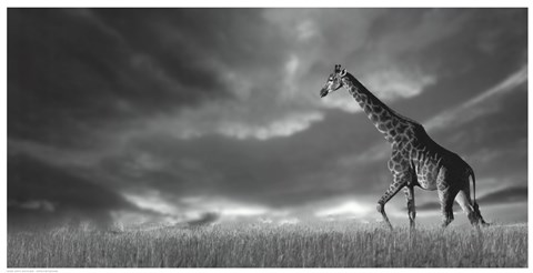 Framed Giraffes, African Skies Print