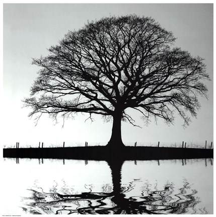 Framed Shimmering Oak Print