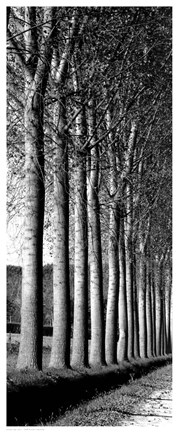 Framed Oak Lane Print