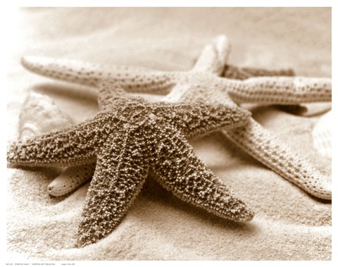 Framed Starfish Family Print