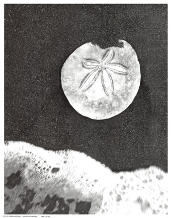 Framed Sand Dollar and Surf Print