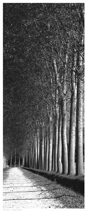 Framed Oak Lane II Print