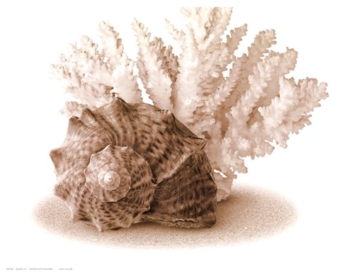 Framed Seashells II Print