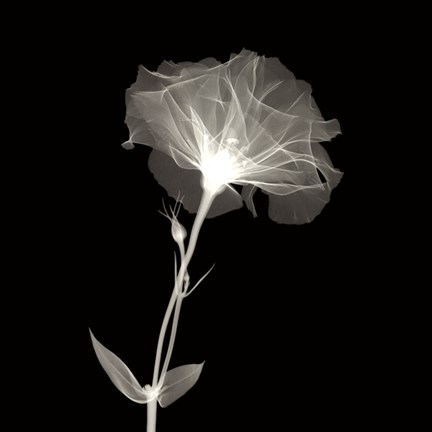 Framed Bud in Bloom Print