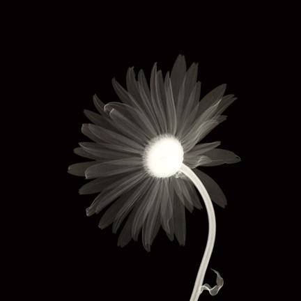 Framed Sunburst Petals Print