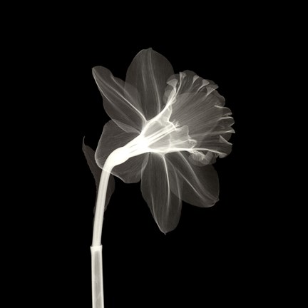 Framed Veiled Blossom Print