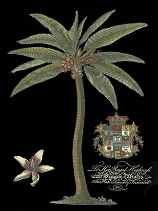 Framed Palm on Black I Print