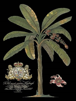 Framed Palm on Black II Print