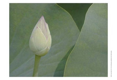 Framed Lotus Detail VII Print