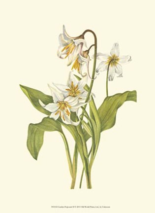 Framed Garden Potpourri II Print