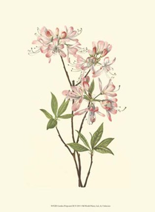 Framed Garden Potpourri III Print