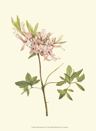 Framed Garden Potpourri IV Print