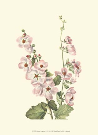 Framed Garden Potpourri VI Print