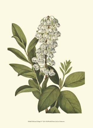 Framed Delicate Foliage IV Print