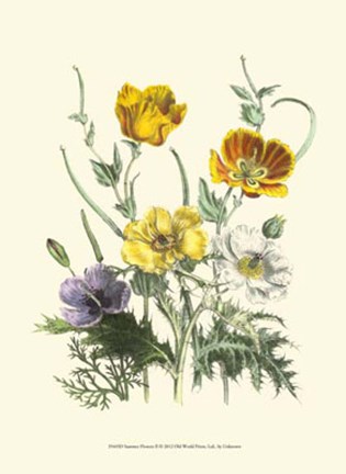 Framed Summer Flowers II Print