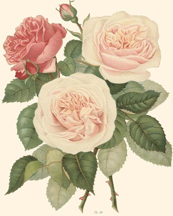 Framed Vintage Roses II Print