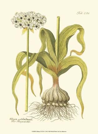 Framed Allium, Pl. 258 Print