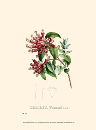 Framed Petite Blooms IV Print