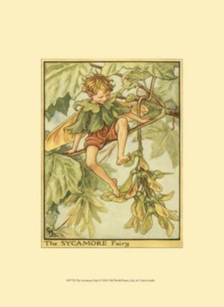 Framed Sycamore Fairy Print