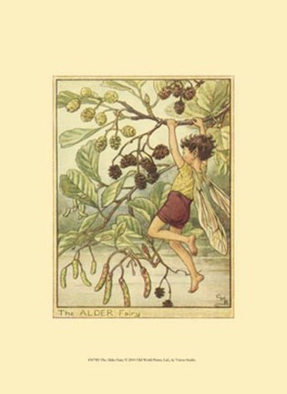 Framed Alder Fairy Print