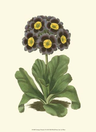 Framed Antique Primula I Print