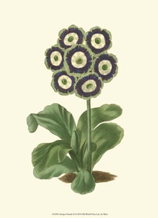 Framed Antique Primula II Print