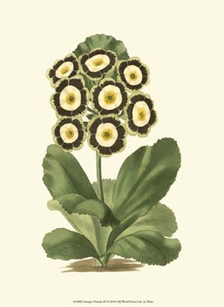 Framed Antique Primula III Print
