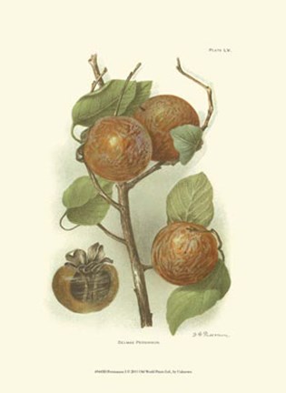 Framed Persimmon I Print