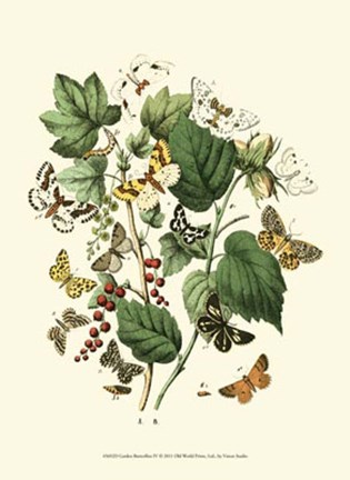 Framed Garden Butterflies IV Print