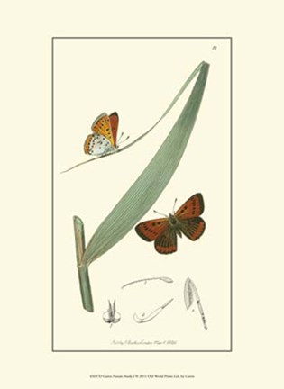 Framed Nature Study I Print