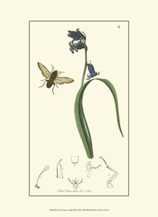 Framed Nature Study III Print