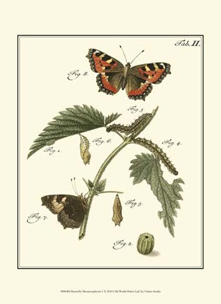 Framed Butterfly Metamorphosis I Print