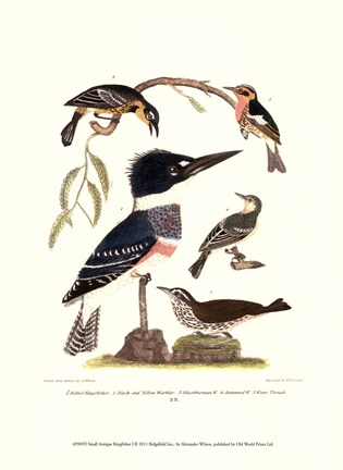 Framed Small Antique Kingfisher I Print